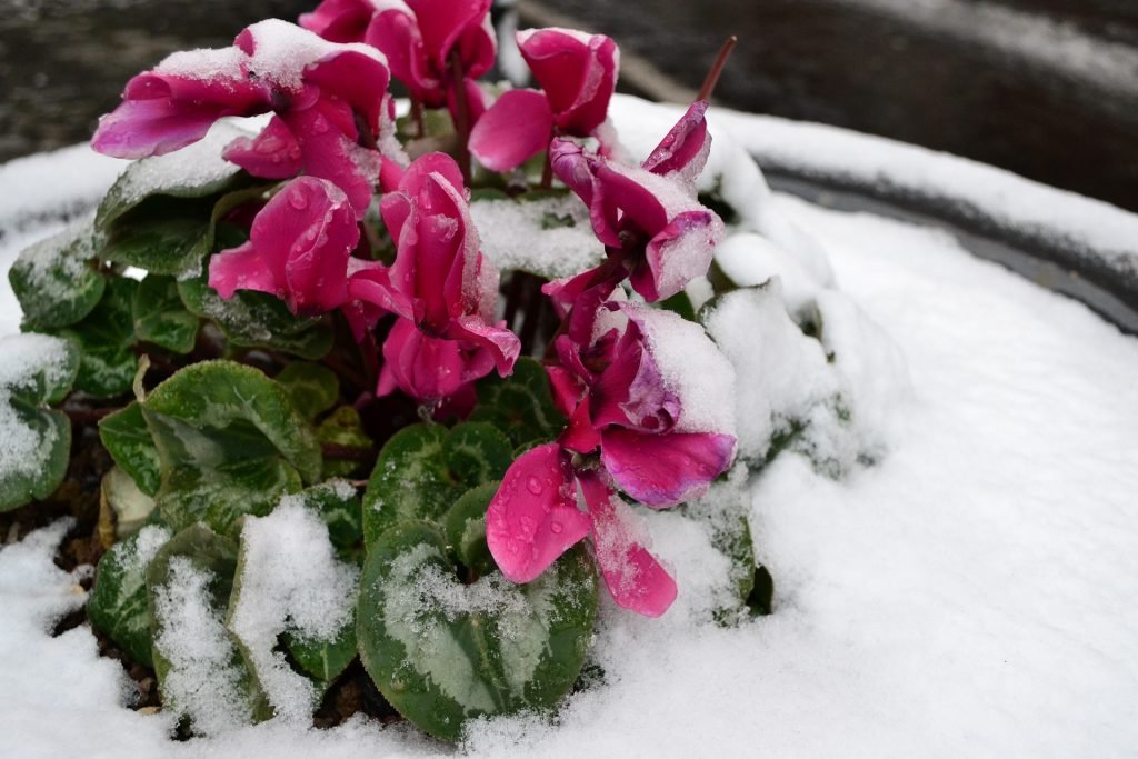 Winter Gardening