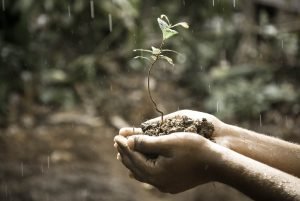 Cupped hands together holding young tree sapling