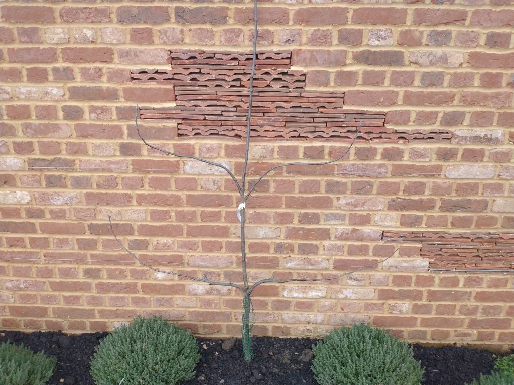 The Apple espalier planted in Dorchester as part of GreenArt's 2022 Pledge to plant 2,022 trees.