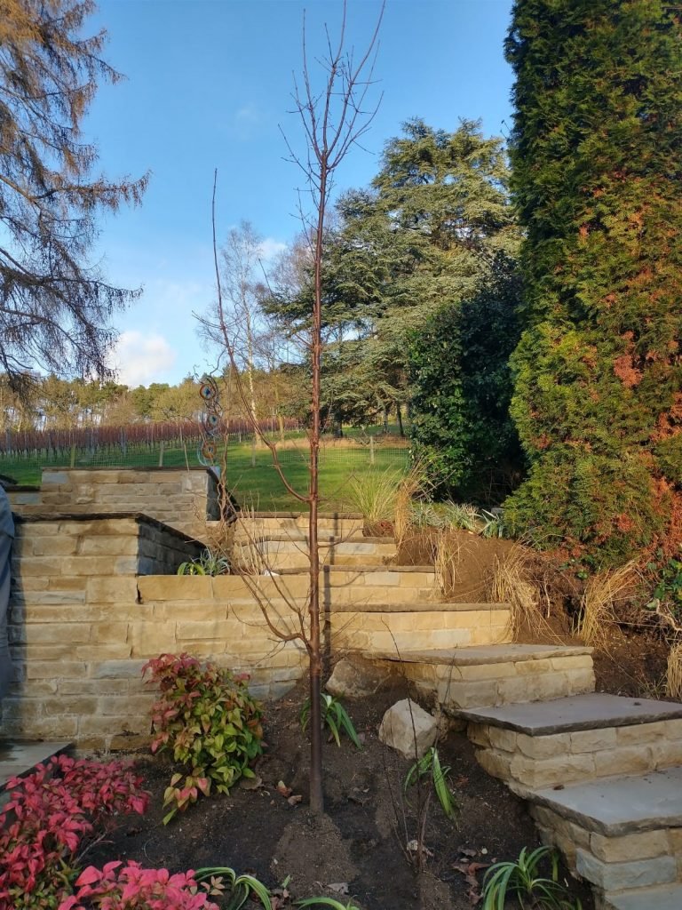 Ornamental Cherry planted in Henley as part of GreenArt's 2022 Pledge to plant 2,022 trees.
