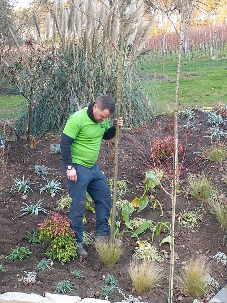 Ornamental Cherry planted in Henley as part of GreenArt's 2022 Pledge to plant 2,022 trees.