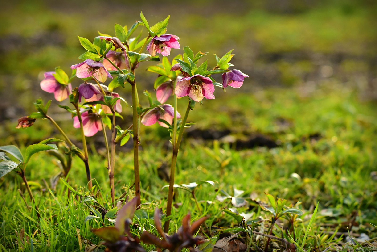 February Gardening Tips