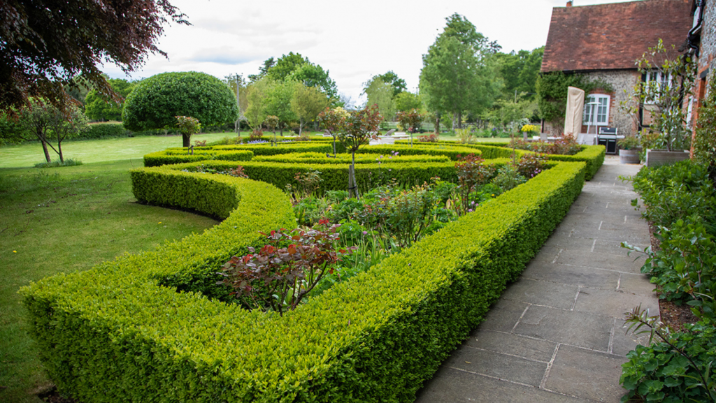 fresh cut hedges in garden