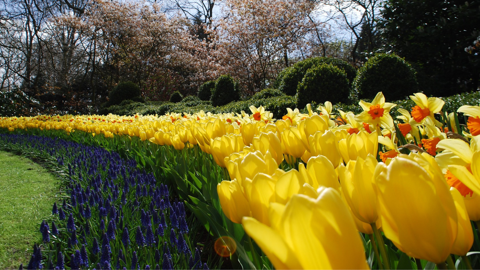 Spring Blooming Bulbs