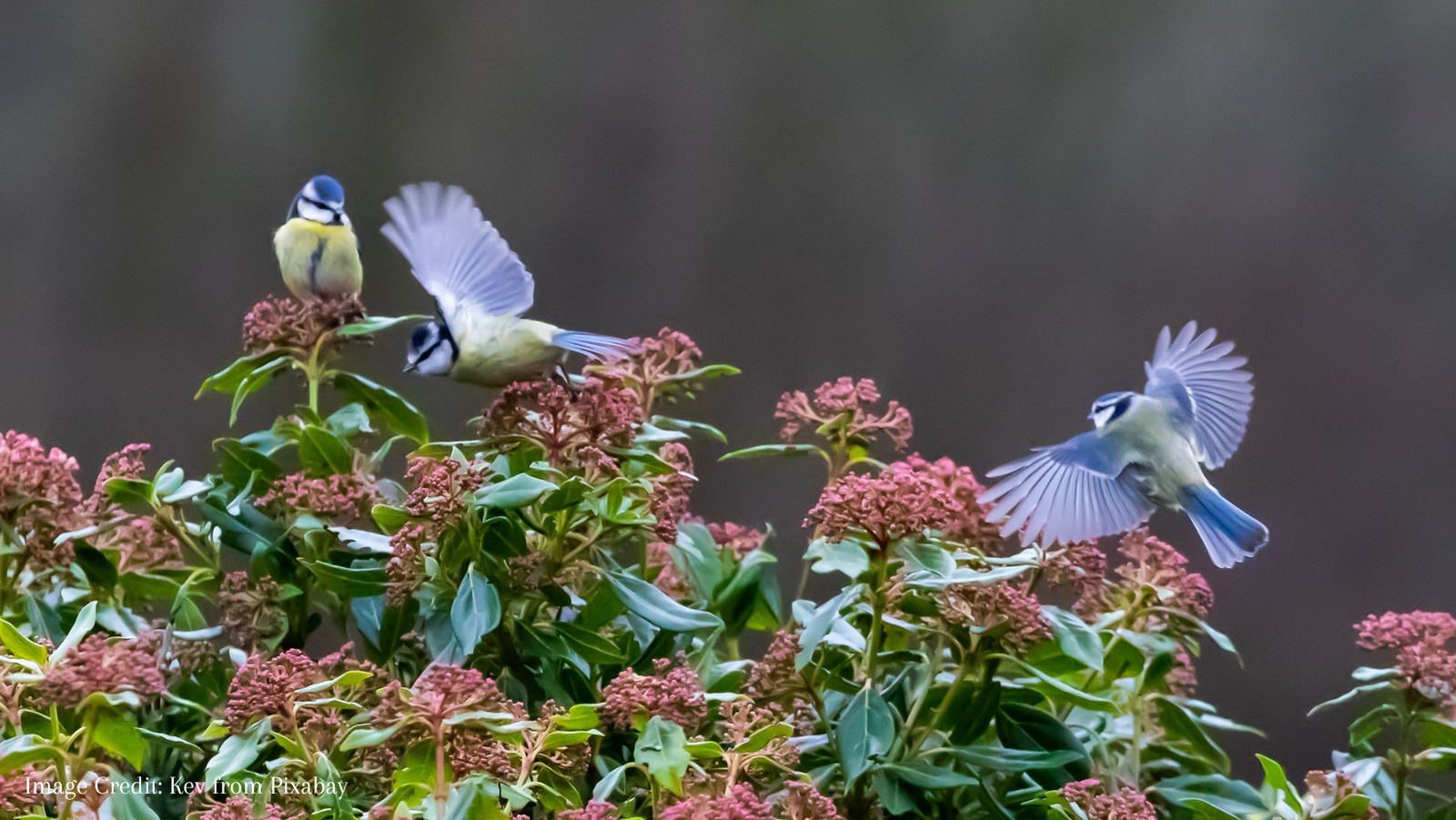 RSPB Big Garden Birdwatch 27-29 January 2023