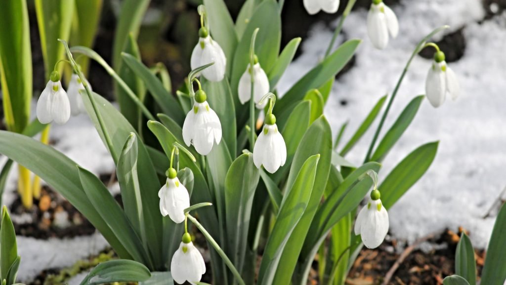 Frost-free February?