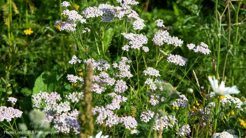 5 Steps to Going Wild in your Garden