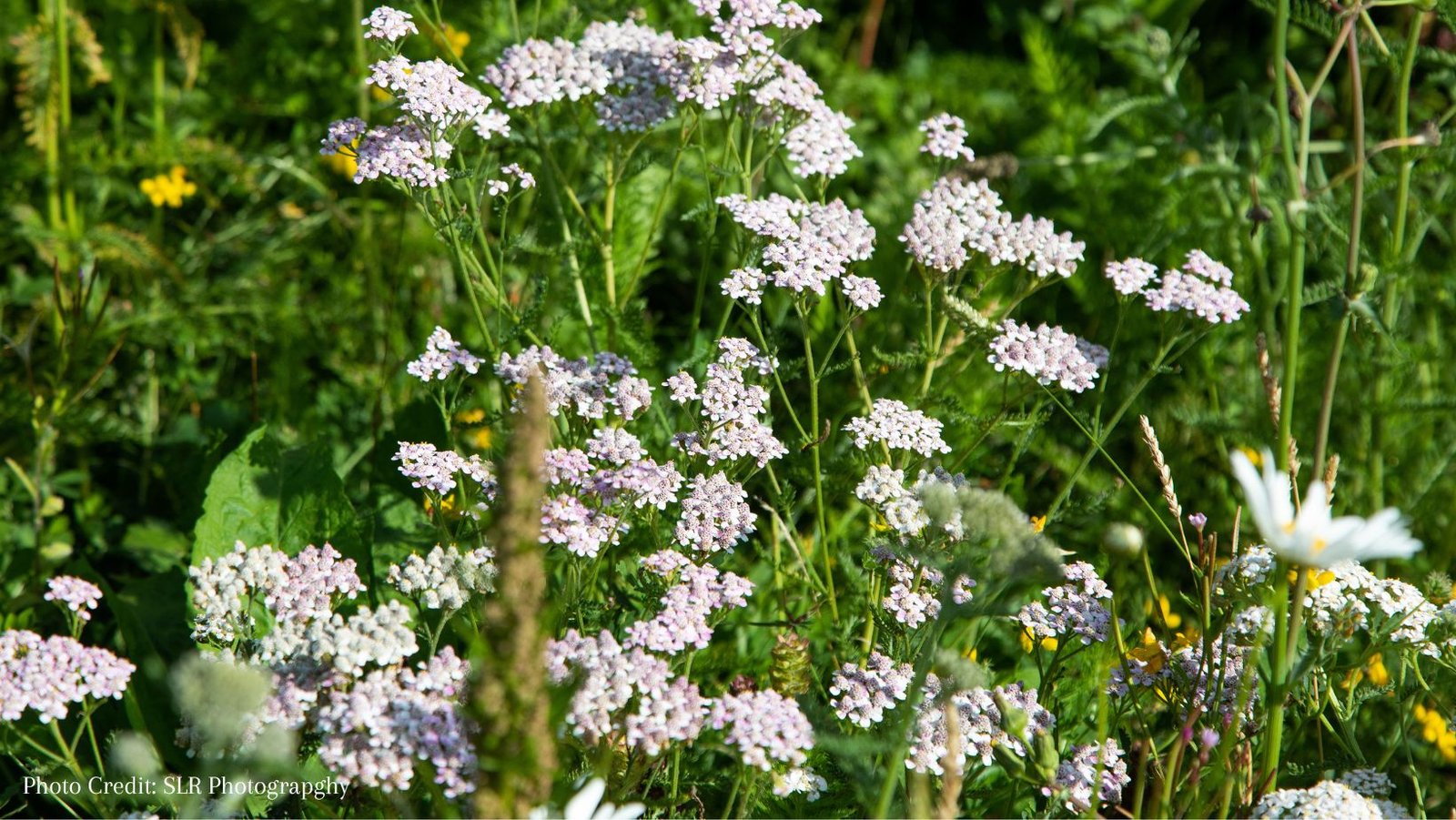 5 Steps to Going Wild in your Garden