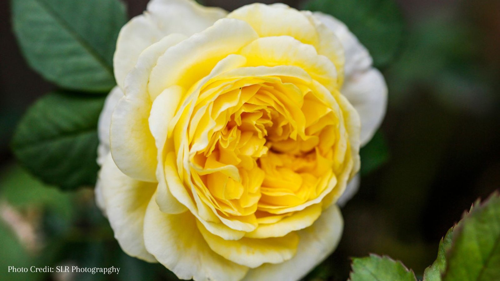 How do I choose the right Rose for my garden?