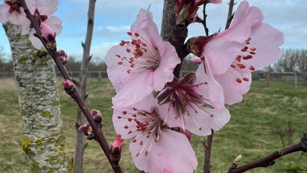 Spring Tips to get your Garden Ready for Summer
