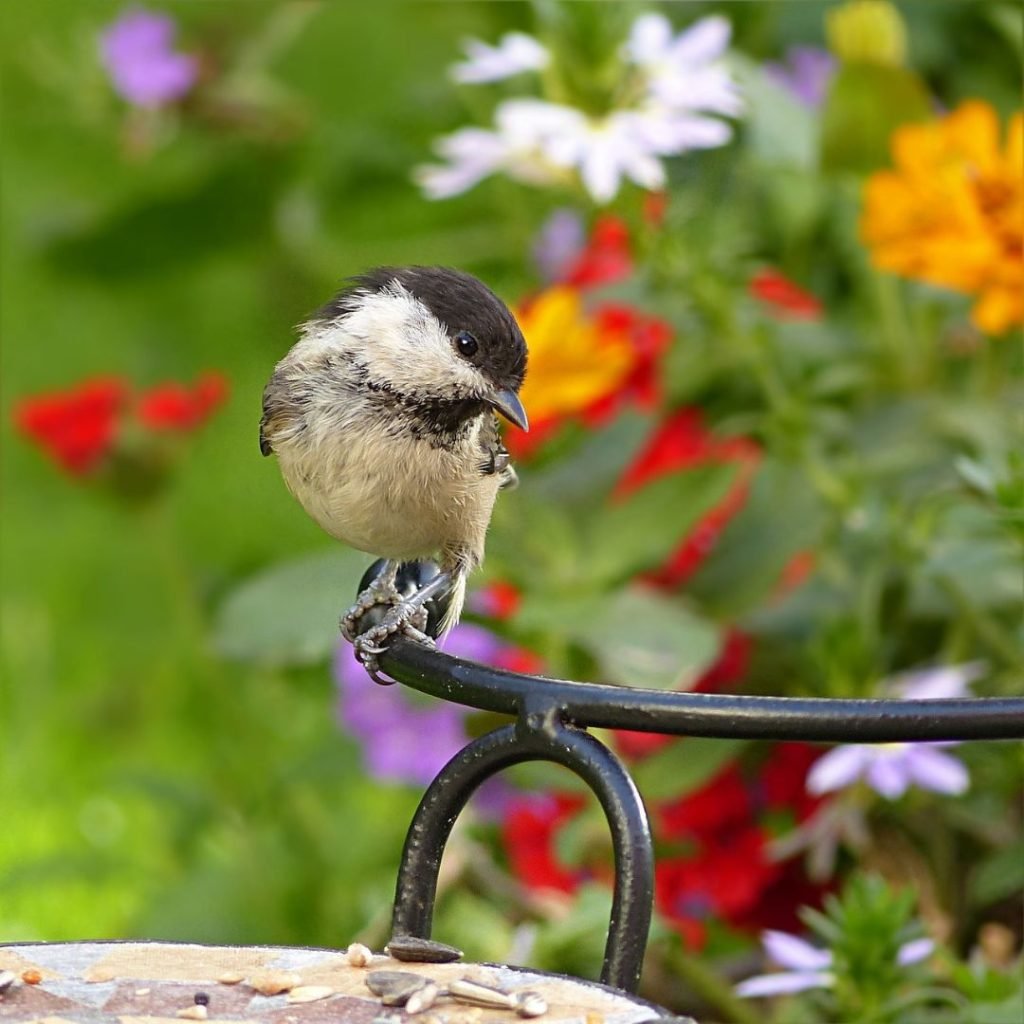 marsh tit