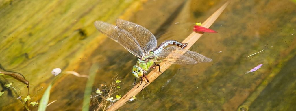 dragonfly in a pond - a traditional garden feature that adds to a gardens biodiversity
