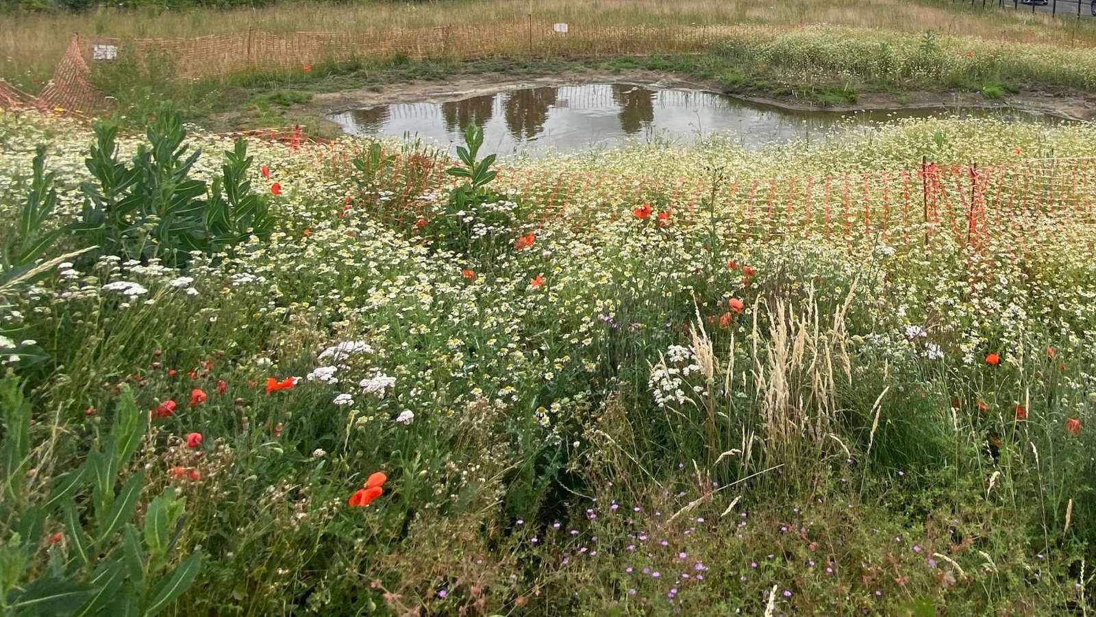 Wildlife and pond care