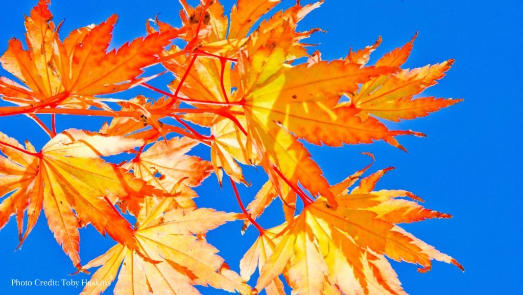 Autumnal leaves against a blue sky. Photo Credit to Toby Haskins