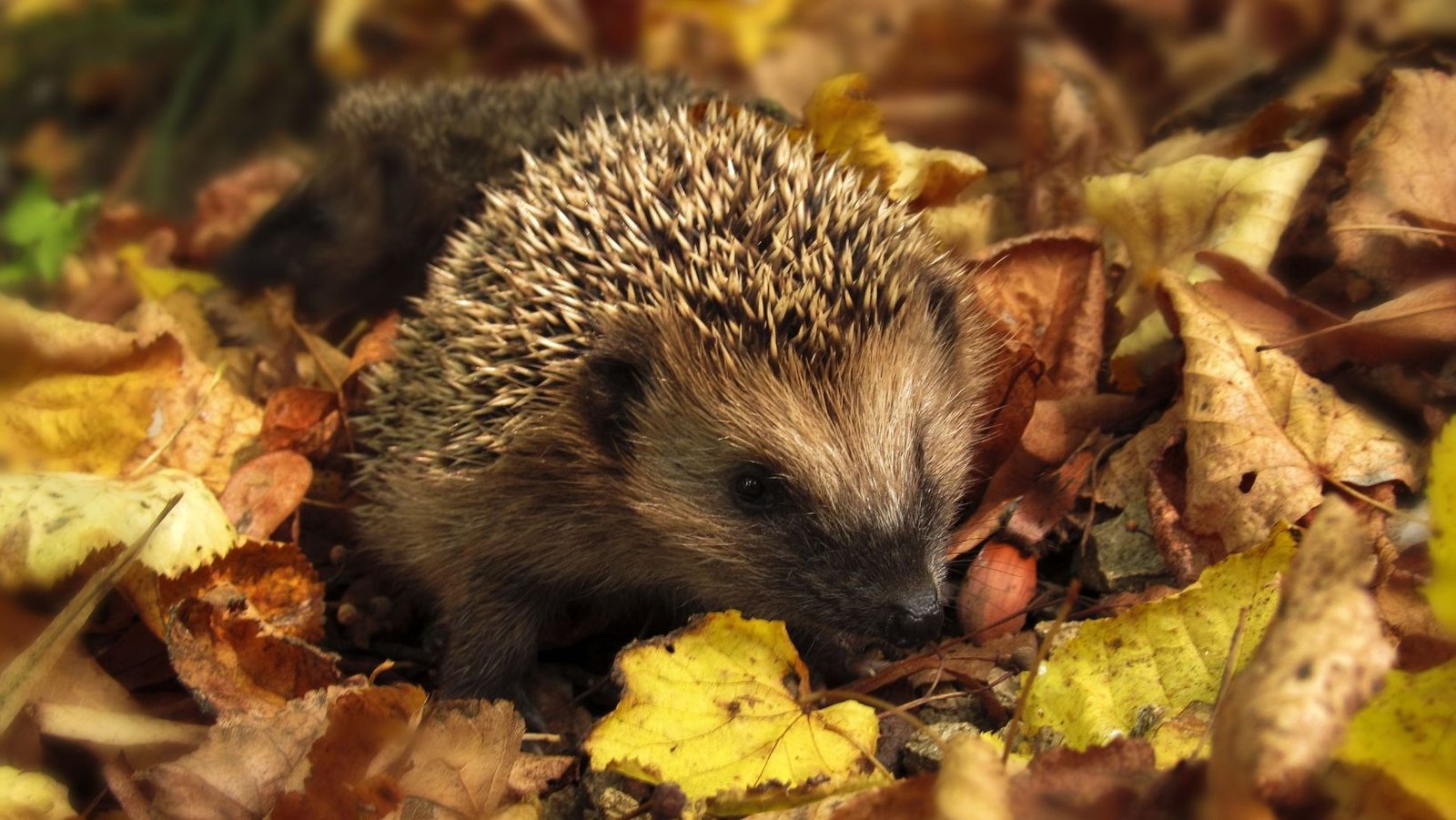 Think of the hedgehogs when Autumn Gardening.