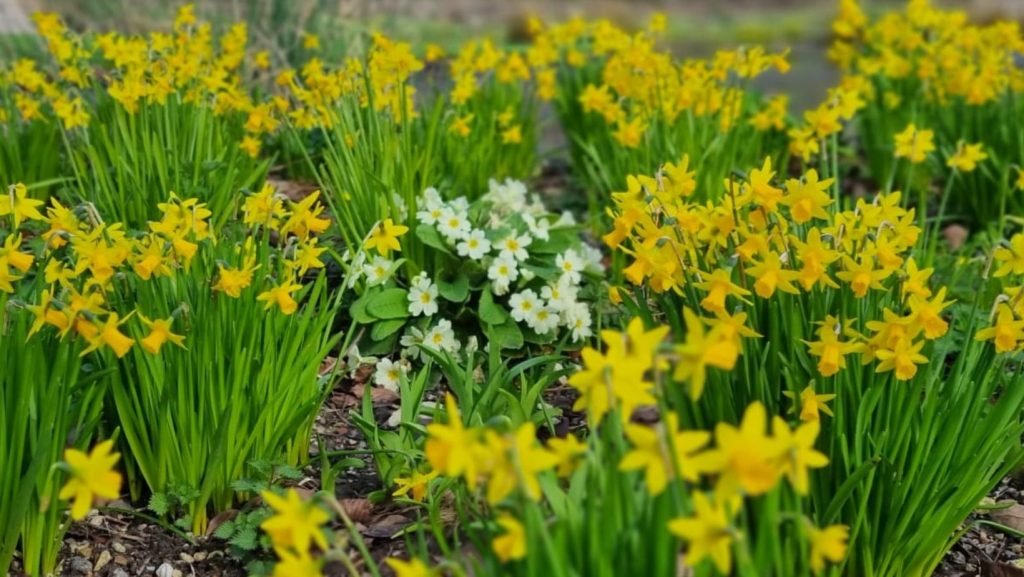 Spring Garden full of blooming flowers