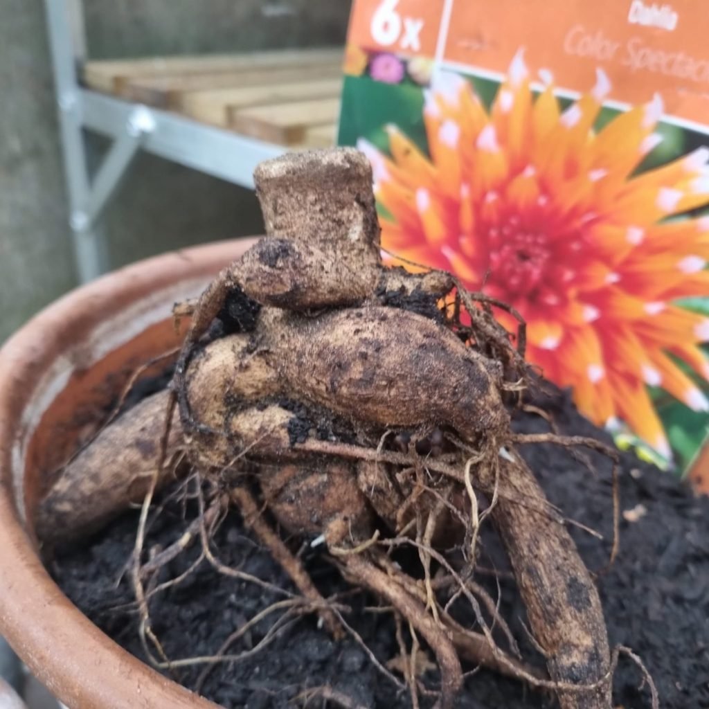 Spring Gardening Tip - showing the planting out of a dahlia tuber