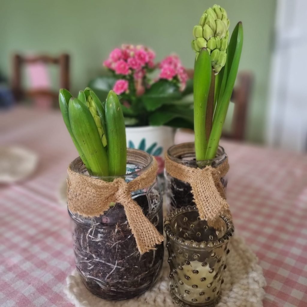 Spring Bulbs in jars, brought indoors from Spring Gardening efforts ready for Easter