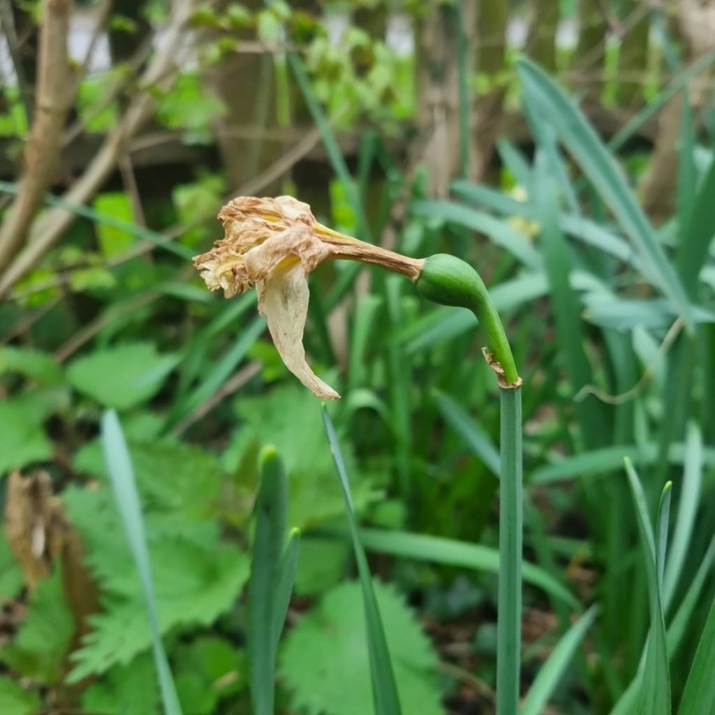 Spring Gardening Tip - picture of a daffodil flower head that is ready to be removed. 