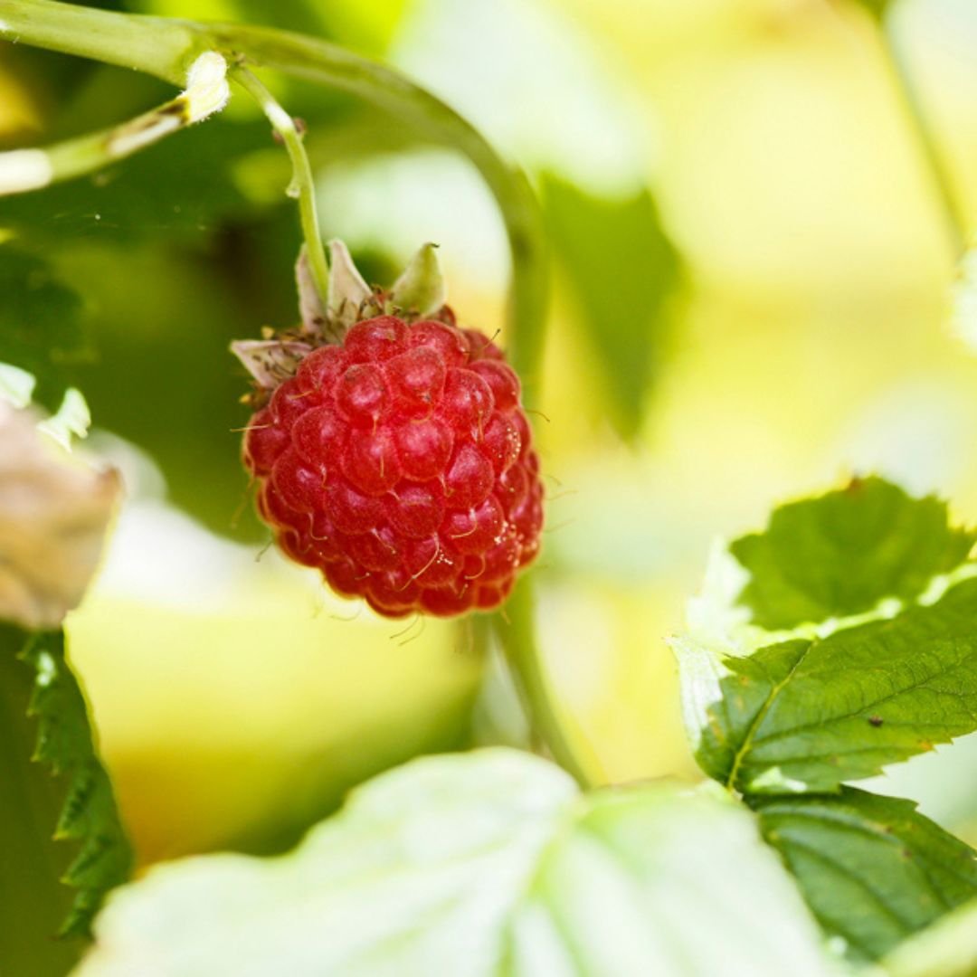 Growing food