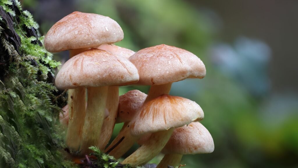 Fungi to Find in Autumn