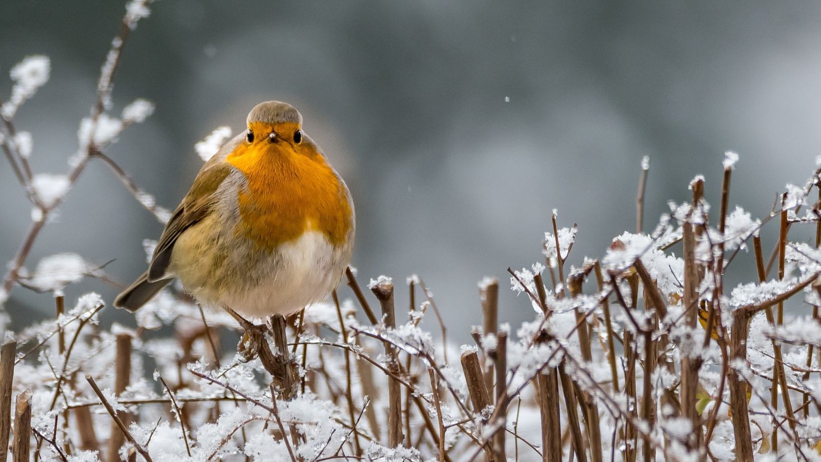 Supporting birds in the garden