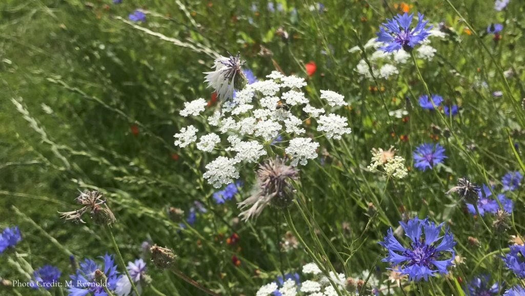 Boost Biodiversity – Embrace the Untidy Garden!