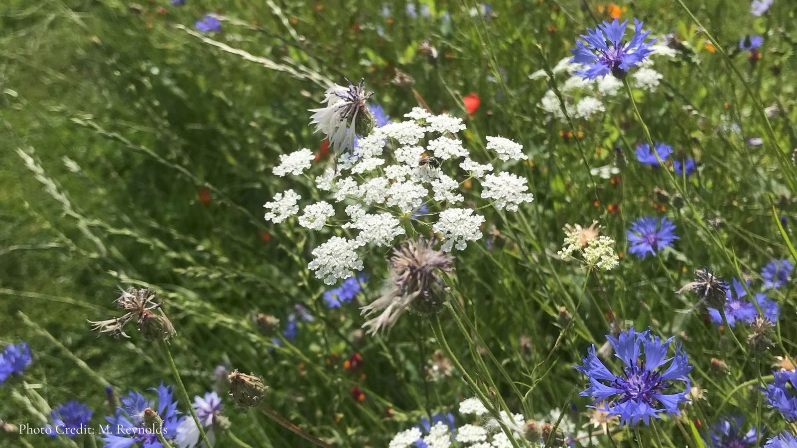 Boost Biodiversity – Embrace the Untidy Garden!