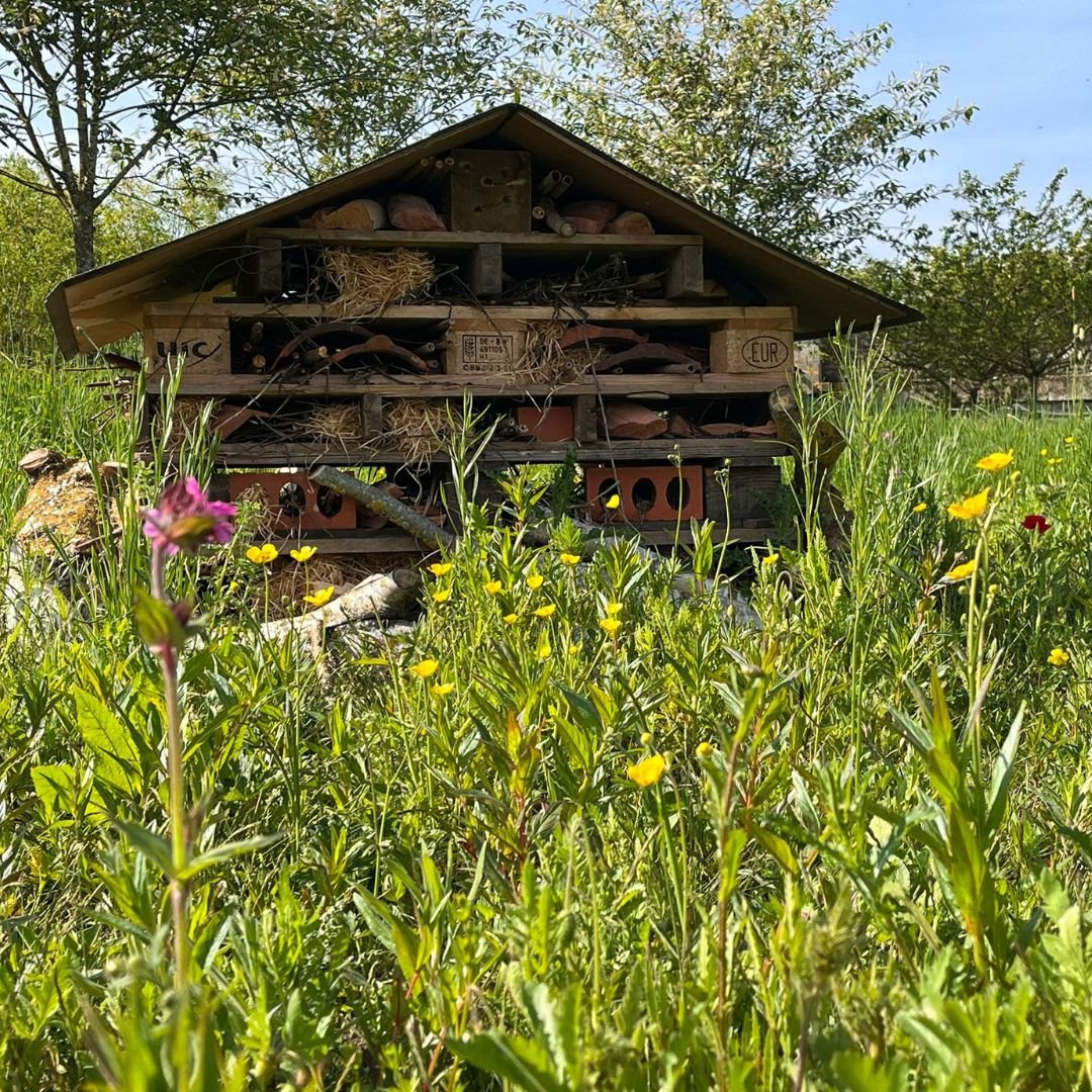 Wildlife-friendly gardening