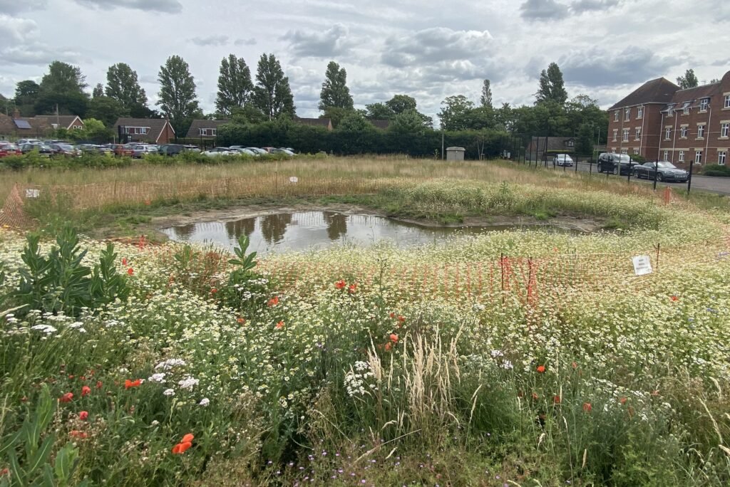 Image showing native pollinators, aka weeds that can be found in an untidy garden that support garden wildlife