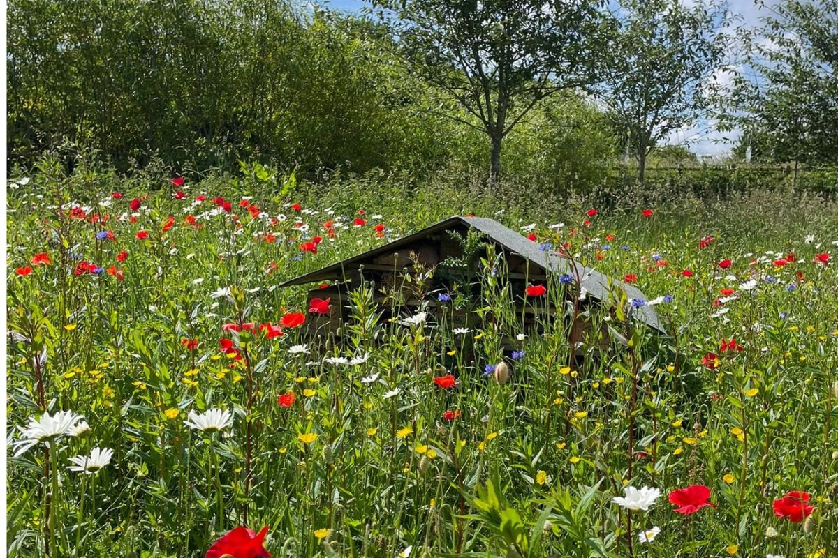 Image showing what some may label an 'untidy garden' - it is an overgrown lawn around a bug hotel that is full of colourful wild flowers. 
