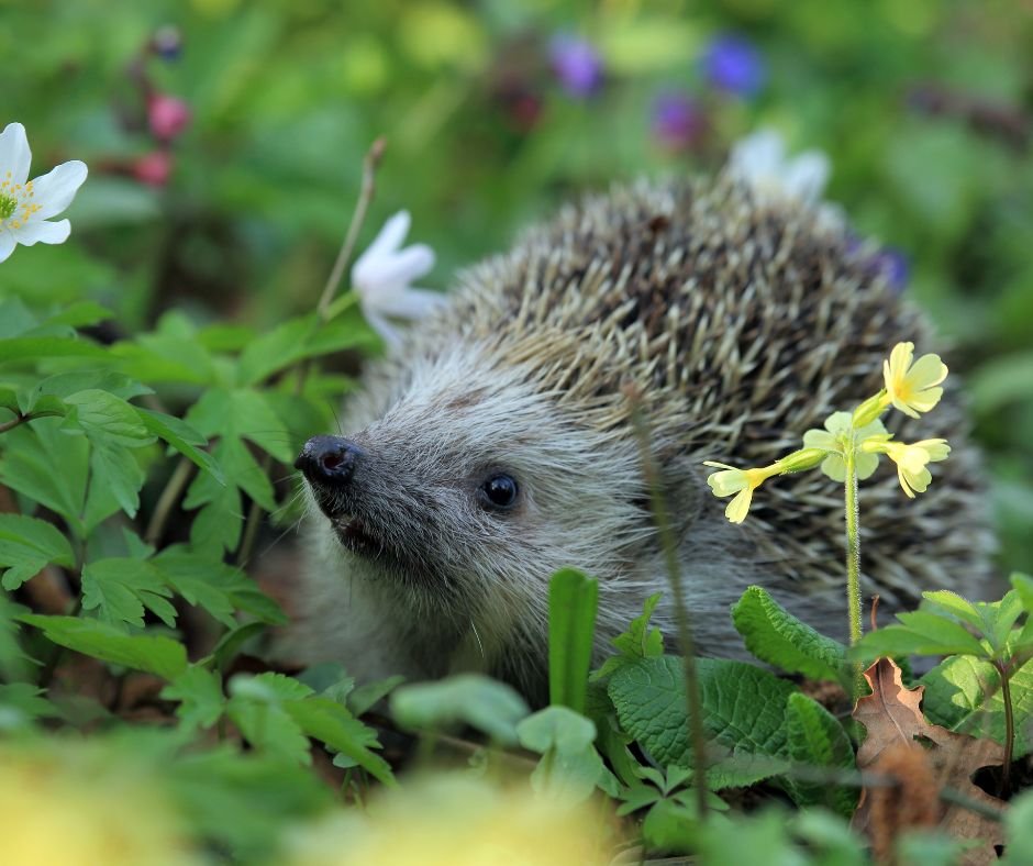 Hedgehog in biodiverse garden