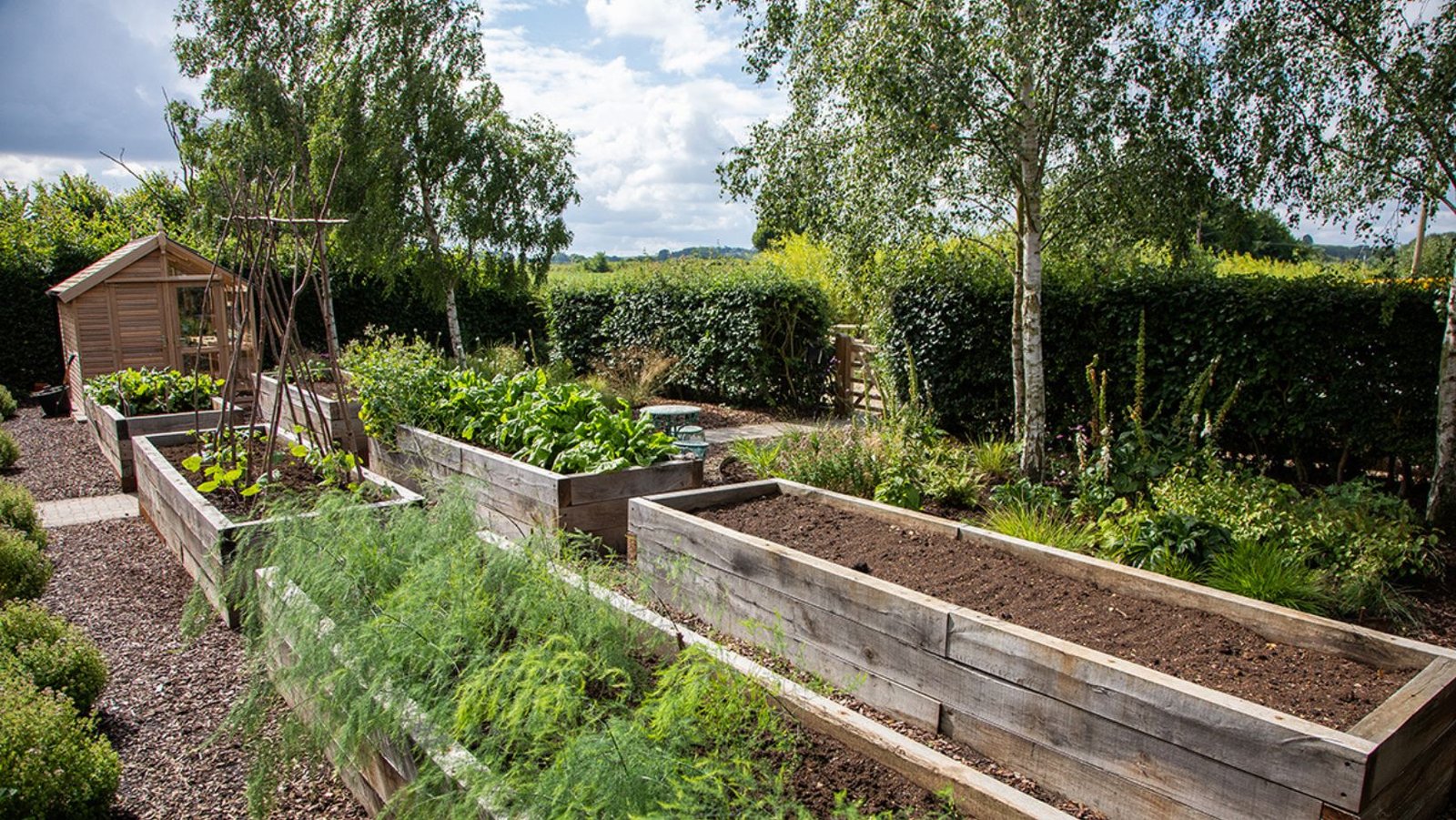 Image of six raised garden beds planted out, all but one, with a potting shed in the background. The area surrounded by hedged and planting to the borders.