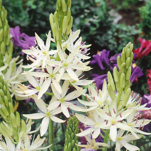Planting design