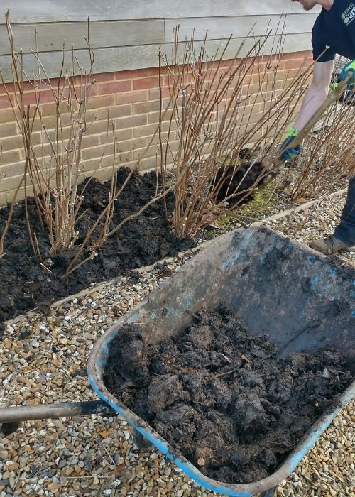 Image of greenart gardener carrying out winter gardening job of adding compost to garden beds. 