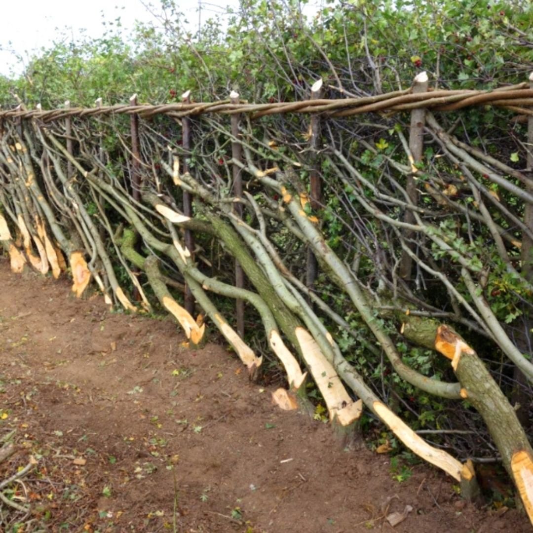 Hedges layed up