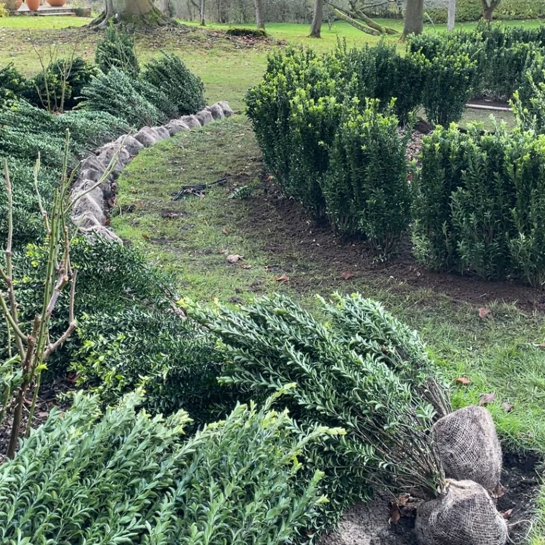hedge root balls